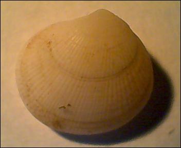 bivalve da determinare